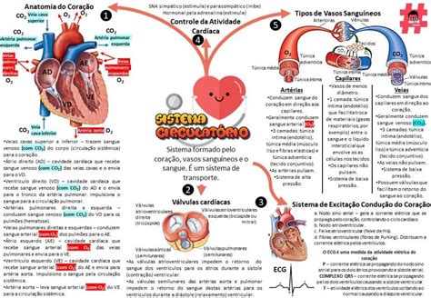 Sistema Circulatório Ou Cardiovascular Resumos E Mapas Mentais