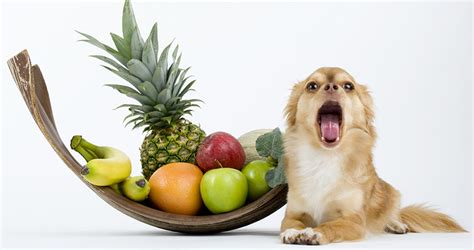 Read on to know everything there's to know about feeding your dog pineapple. Can Dogs Eat Pineapple? A Complete Guide to Pineapple For Dogs