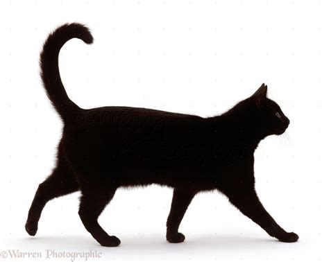Black Short Hair Male Cat Walking Profile Photo Wp15741