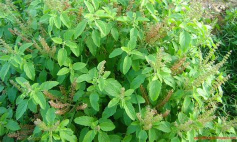 Tulsi The Queen Of Herbs Ayurveda For Healthy Living