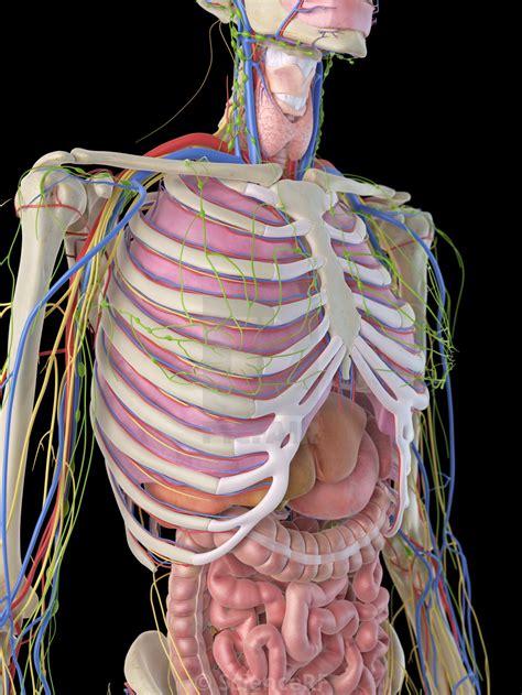 But this common health complaint can the conditions that cause ribcage pain are also quite common; Human ribcage and organs, artwork - License, download or ...