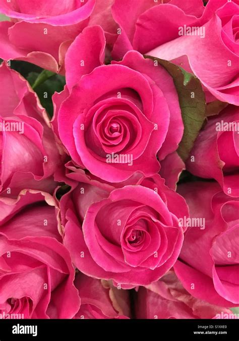 Deep Pink Roses Stock Photo Alamy