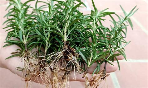 How To Grow Rosemary Hydroponically A Comprehensive Guide