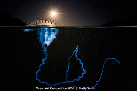 1st Place Wide Angle Ocean Art 2016 Matty Smith Underwater