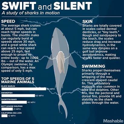 Shark Sharks Infographic Motion Facts Study Swift