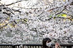 較往年平均早4天 日本宣布東京櫻花季開始 | 賞櫻 | 日本氣象廳 | 開花 | 大紀元