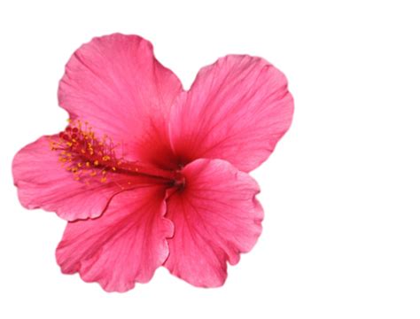 Download High Quality Flowers Transparent Hibiscus Transparent Png