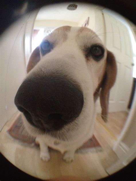 Fish Eye Lens View Of My Dog Beagle Oh What A Big Nose You Have