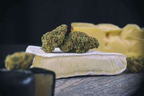 La Cheese Strain Review Cannabis Daily Record