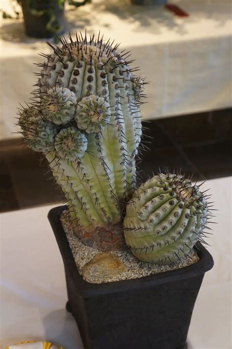 Cactus Aesthetic 25 Decoratoo