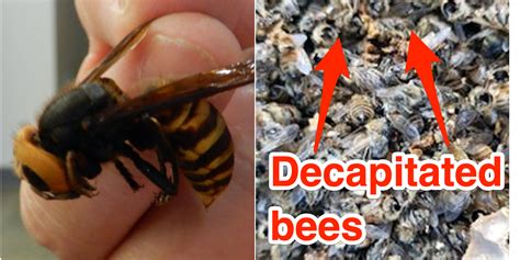 Murder Hornets Have Officially Been Spotted In The Us Here S What You Need To Know Sciencealert