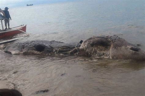 Look Huge Mystery Sea Creature Washes Ashore In Leyte Abs Cbn News