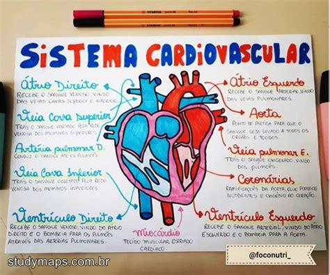 Mapa Mental Do Coração Sistema Cardiovascular Cardiologia I