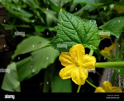 A Close Up Shot Of Pumpkin Vine With Leaves And A Full Blooming Yellow