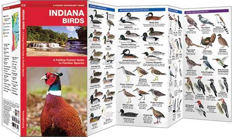 Indiana Birds A Pocket Naturalist Guide