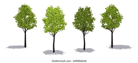 Collection Realistic Vector Trees Perspective View Stock Vector