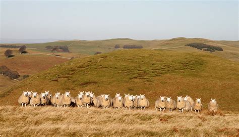 A Line Up Of Sheep At The Howes © Walter Baxter Cc By Sa20 Geograph Britain And Ireland