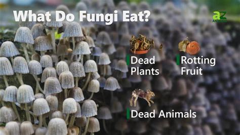 What Do Fungi Eat Katynel