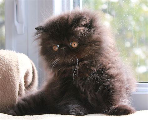 Black Persian Cat Long Hair Dogs And Cats Wallpaper