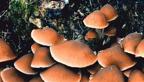 How To Identify Wild Psilocybin Mushrooms Sciencing