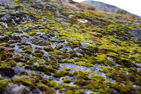 Free Stock Photo Of Boulder Moss Mossy Rocks