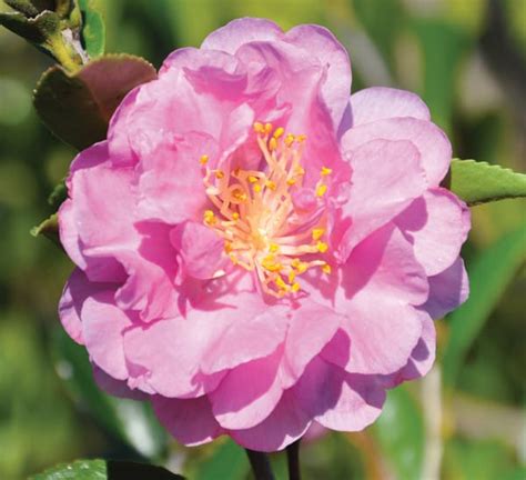 Pink Stella Camellia Southern Living Plants
