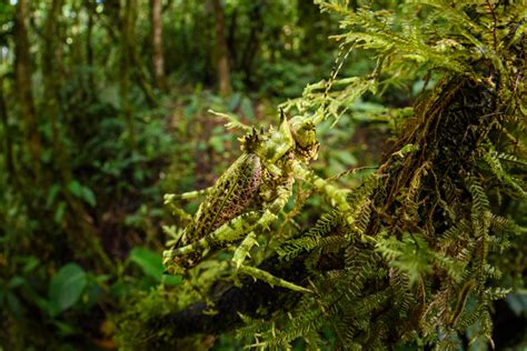 Amazons Secrets Rainforest Photography Peru Wildlife Holiday Latin