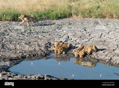 Lioness And Cubs Drinking Stock Photo Alamy