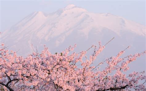 Cherry Blossom Tree With Snow Wallpapers Top Free Cherry Blossom Tree