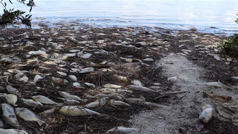 Florida Red Tide What Is It And Where Is Right Now