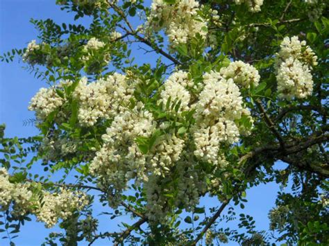 Per rimuovere i parassiti utilizzare prodotti specifici o acqua insaponata. Acacia o Robinia Pseudoacacia: ombra, miele e fiori fritti ...