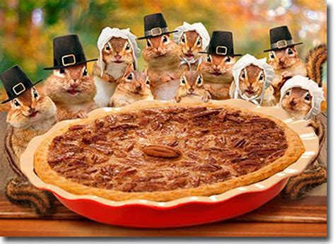 Chipmunks Deliver Pie Funny Thanksgiving Card Greeting Card By Avanti