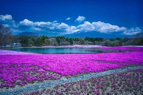Phlox And Mt Fuji By Jonah Anderson Nature Pictures Beautiful