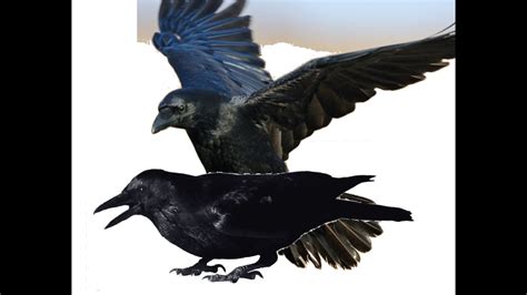 Crow Mating Mating Of Crows Crow Mating Sounds Crow Mating Call