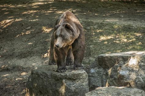 Brown Bear In Color Photograph By Patrick Boening Fine Art America