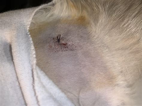 Does My Cats Spay Incision Look Normal Rcats