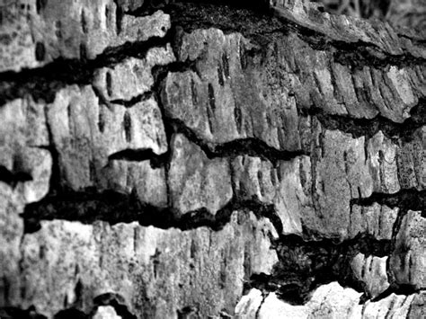 Dark Tree Bark Texture Iv By Grotesqueworshipinc On Deviantart
