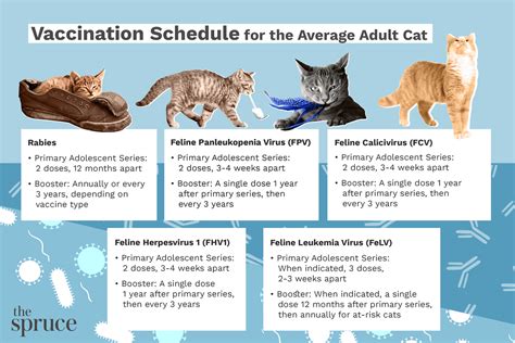 What Is The Average Adult Cat Vaccination Schedule