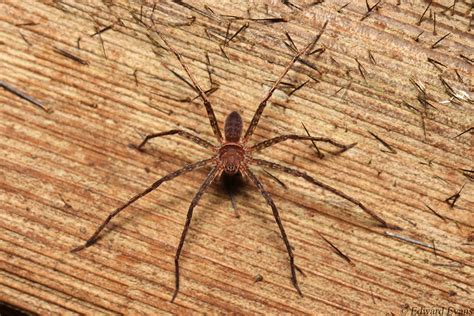 Huntsman Spider Sparassidae Location Bako National Park Flickr
