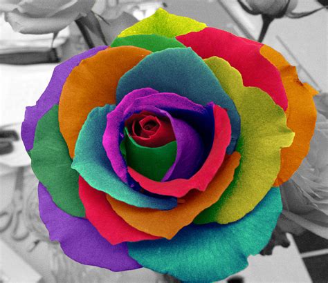 Rainbow Rose Flowers Photo 34879902 Fanpop