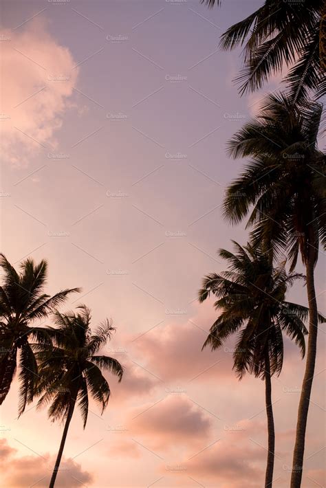 Pink Sunset Palm Trees