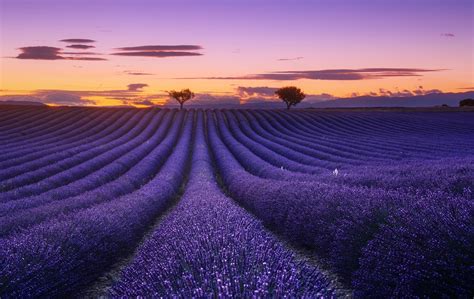 Lavender Field In Sunset