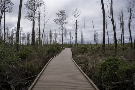 Boardwalk Into The Swamp In Okefenokee National Wildlife Refuge Image