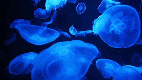 Jellyfish Moving Underwater 1625964 Stock Video At Vecteezy