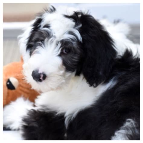 Sheepadoodle Puppy Feathers And Fleece Farm Dogs Breeds Large Dog