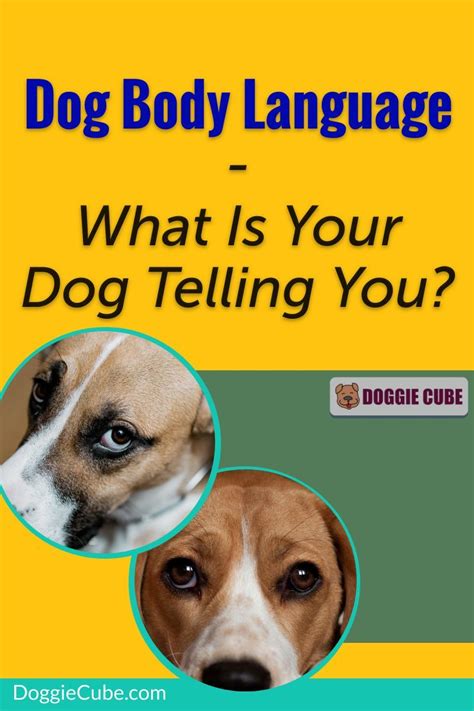 Your Dog Use Body Language To Communicate His Feelings To You Watch