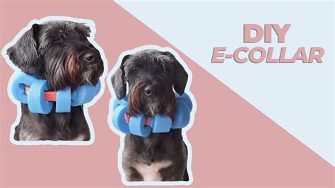 How To Make A Diy E Collar Using Pool Noodle During Quarantine Cheap