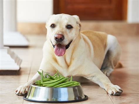 Healthy weight maintenance & long lasting weight support. Is the Green Bean Diet Good for Dogs? | Weight Loss Diets ...