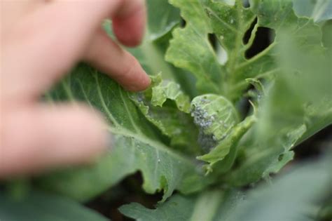 We did not find results for: Cabbage Worms and Aphids