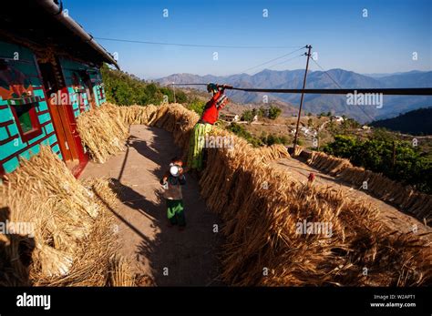 Indian Woman In His House Where A Bunch Of Wheat Is Drying In The Sun Kala Agar Village Kumaon